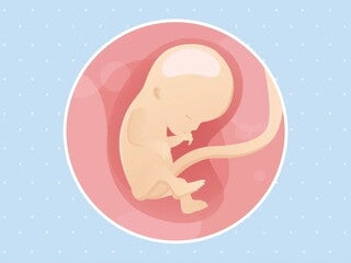 Imagen ilustrativa del desarrollo de un feto humano a las 12 semanas de embarazo.