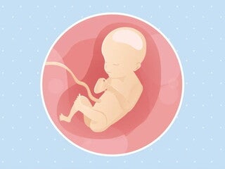 Imagen ilustrativa del desarrollo de un feto humano a las 21 semanas de embarazo.