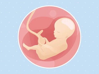Imagen ilustrativa del desarrollo de un feto humano a las 27 semanas de embarazo.