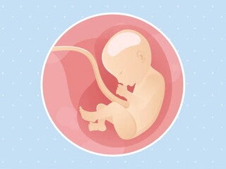 Imagen ilustrativa del desarrollo de un feto humano a las 30 semanas de embarazo.