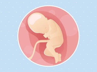 Imagen ilustrativa del desarrollo de un feto humano a las 32 semanas de embarazo.