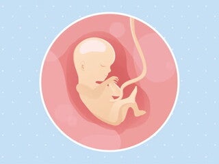 Imagen ilustrativa del desarrollo de un feto humano a las 15 semanas de embarazo.