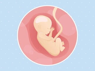 Imagen ilustrativa del desarrollo de un feto humano a las 17 semanas de embarazo.