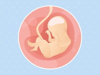 Imagen ilustrativa del desarrollo de un feto humano a las 24 semanas de embarazo.