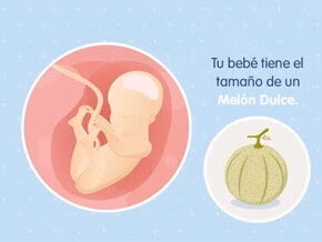 Embarazo de 25 semanas Imagen ilustrativa del desarrollo de un feto humano a las 25 semanas de embarazo.