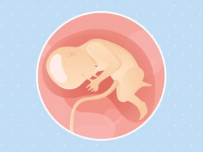 Imagen ilustrativa del desarrollo de un feto humano a las 33 semanas de embarazo.
