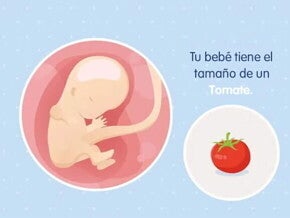 Embarazo de 11 semanas Imagen ilustrativa del desarrollo de un feto humano a las 11 semanas de embarazo.