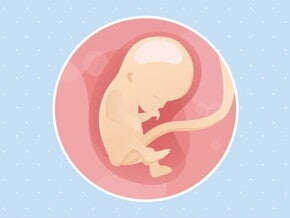 Imagen ilustrativa del desarrollo de un feto humano a las 12 semanas de embarazo.