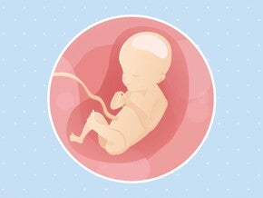 Imagen ilustrativa del desarrollo de un feto humano a las 21 semanas de embarazo.