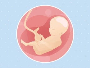 Imagen ilustrativa del desarrollo de un feto humano a las 27 semanas de embarazo.