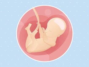 Imagen ilustrativa del desarrollo de un feto humano a las 28 semanas de embarazo.