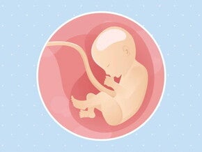 Imagen ilustrativa del desarrollo de un feto humano a las 30 semanas de embarazo.