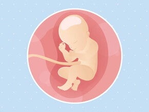 Imagen ilustrativa del desarrollo de un feto humano a las 31 semanas de embarazo.