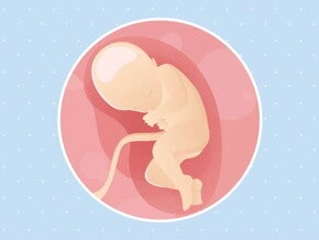 Embarazo de 32 semanas Imagen ilustrativa del desarrollo de un feto humano a las 32 semanas de embarazo.
