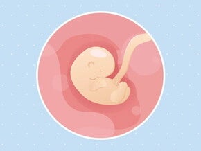Imagen ilustrativa del desarrollo de un embrión humano a las 6 semanas de embarazo.