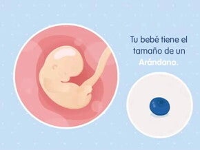 Imagen ilustrativa del desarrollo de un embrión humano a las 7 semanas de embarazo.