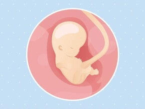 Imagen ilustrativa del desarrollo de un feto humano a las 9 semanas de embarazo.