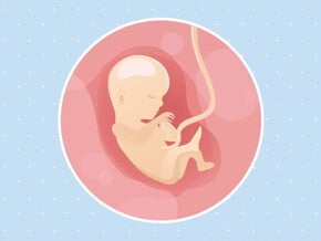 Imagen ilustrativa del desarrollo de un feto humano a las 15 semanas de embarazo.