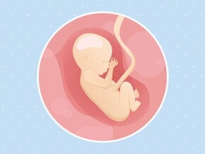 Imagen ilustrativa del desarrollo de un feto humano a las 17 semanas de embarazo.