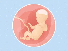 Imagen ilustrativa del desarrollo de un feto humano a las 26 semanas de embarazo.