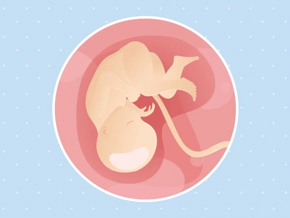 Embarazo de 35 semanas Imagen ilustrativa del desarrollo de un feto humano a las 35 semanas de embarazo.