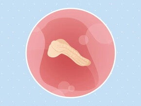 Imagen ilustrativa del desarrollo de un embrión humano a las 3 semanas de embarazo.