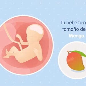 Embarazo de 23 semanas Imagen ilustrativa del desarrollo de un feto humano a las 23 semanas de embarazo.