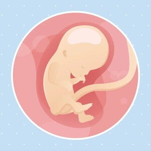 Imagen ilustrativa del desarrollo de un feto humano a las 12 semanas de embarazo.