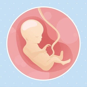 Embarazo de 18 semanas Imagen ilustrativa del desarrollo de un embrión humano a las 18 semanas de embarazo.