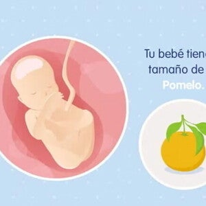 Embarazo de 19 semanas Imagen ilustrativa del desarrollo de un feto humano a las 19 semanas de embarazo.