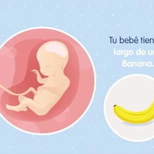 Embarazo de 20 semanas Imagen ilustrativa del desarrollo de un embrión feto a las 20 semanas de embarazo.