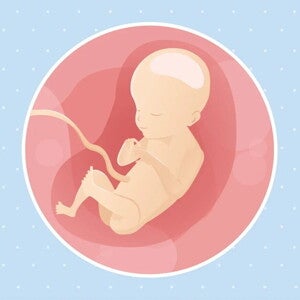 Embarazo de 21 semanas Imagen ilustrativa del desarrollo de un feto humano a las 21 semanas de embarazo.