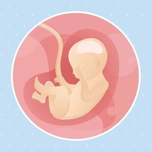 Embarazo de 22 semanas Imagen ilustrativa del desarrollo de un feto humano a las 22 semanas de embarazo.