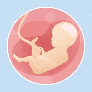 Embarazo de 27 semanas Imagen ilustrativa del desarrollo de un feto humano a las 27 semanas de embarazo.