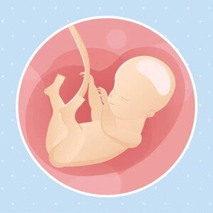 Embarazo de 28 semanas Imagen ilustrativa del desarrollo de un feto humano a las 28 semanas de embarazo.