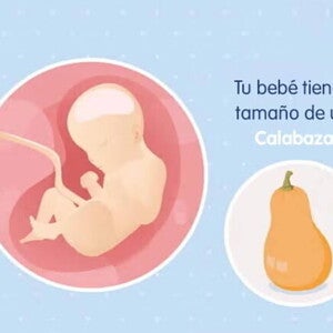 Embarazo de 29 semanas Imagen ilustrativa del desarrollo de un feto humano a las 29 semanas de embarazo.