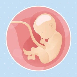 Embarazo de 30 semanas Imagen ilustrativa del desarrollo de un feto humano a las 30 semanas de embarazo.