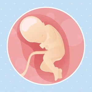 Embarazo de 32 semanas Imagen ilustrativa del desarrollo de un feto humano a las 32 semanas de embarazo.