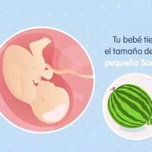 Embarazo de 39 semanas Imagen ilustrativa del desarrollo de un feto humano a las 39 semanas de embarazo.