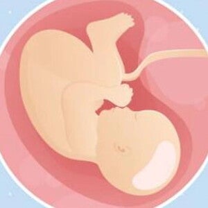 Embarazo de 40 semanas Imagen ilustrativa del desarrollo de un feto humano a las 40 semanas de embarazo.