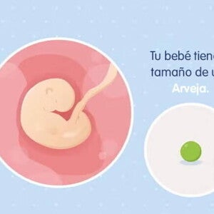 TÍTULO IMAGEN Embarazo de 5 semanas Imagen ilustrativa del desarrollo de un embrión humano a las 5 semanas de embarazo.