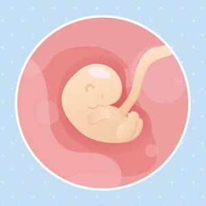Embarazo de 6 semanas Imagen ilustrativa del desarrollo de un embrión humano a las 6 semanas de embarazo.