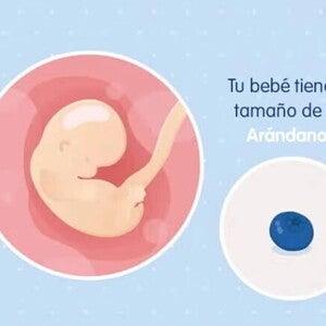 Embarazo de 7 semanas Imagen ilustrativa del desarrollo de un embrión humano a las 7 semanas de embarazo.