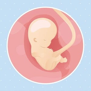 Imagen ilustrativa del desarrollo de un feto humano a las 9 semanas de embarazo.