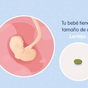 Embarazo de 4 semanas Imagen ilustrativa del desarrollo de un embrión humano a las 4 semanas de embarazo.
