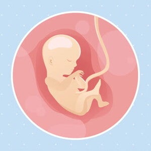 Imagen ilustrativa del desarrollo de un feto humano a las 15 semanas de embarazo.