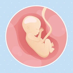 Imagen ilustrativa del desarrollo de un feto humano a las 17 semanas de embarazo.