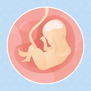 Embarazo de 24 semanas Imagen ilustrativa del desarrollo de un feto humano a las 24 semanas de embarazo.