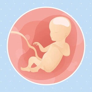 Imagen ilustrativa del desarrollo de un feto humano a las 26 semanas de embarazo.