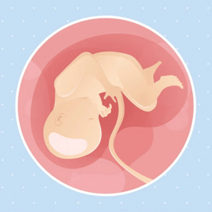 Embarazo de 34 semanas Imagen ilustrativa del desarrollo de un feto humano a las 34 semanas de embarazo.